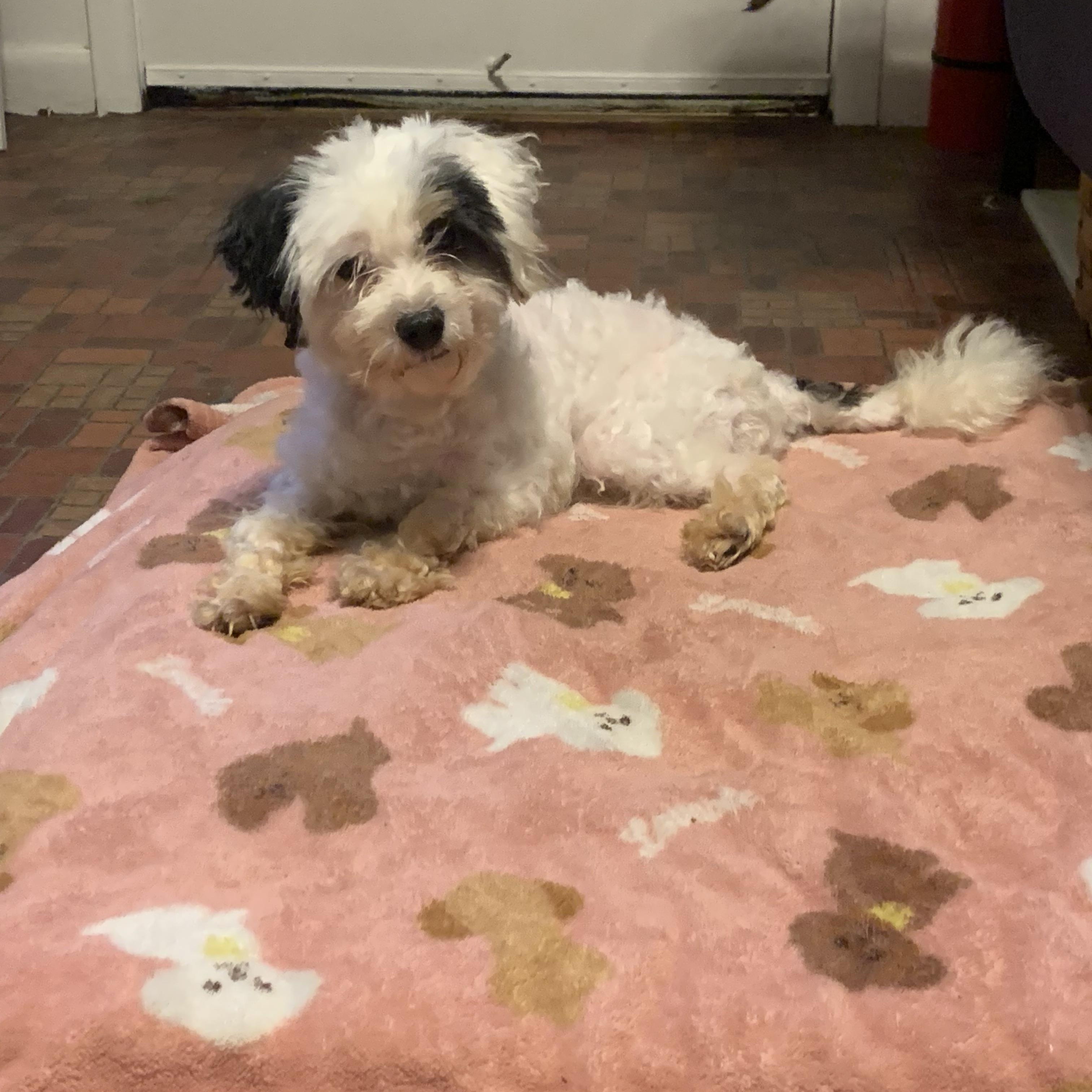 Pooh, an adoptable Maltipoo in Haslet, TX, 76052 | Photo Image 1