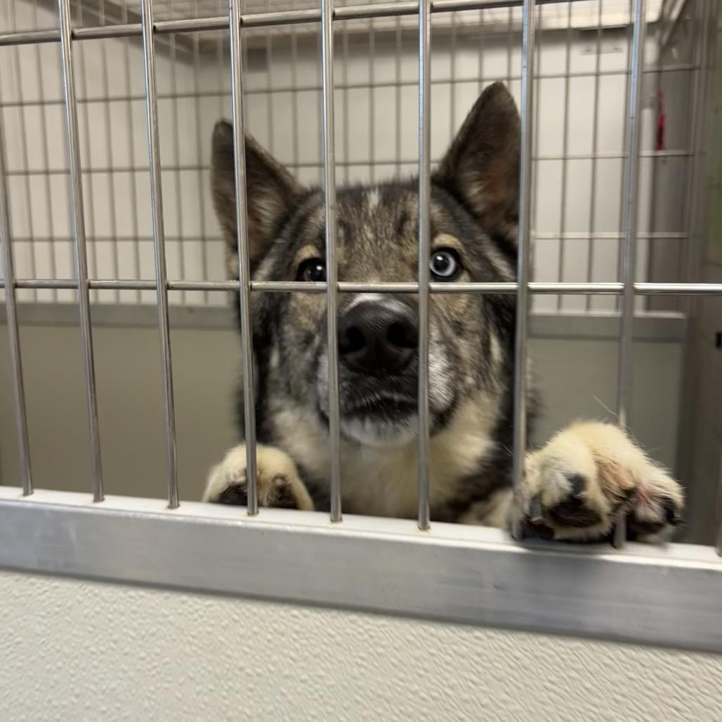 Delta, Adoptable, Adult Male Siberian Husky.