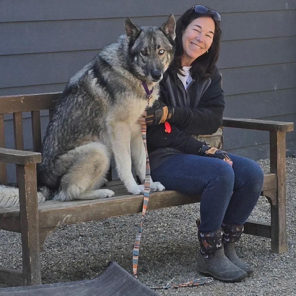 Enlarge Delta, a Adoptable Siberian Husky in Columbia Station, OH image 3/6