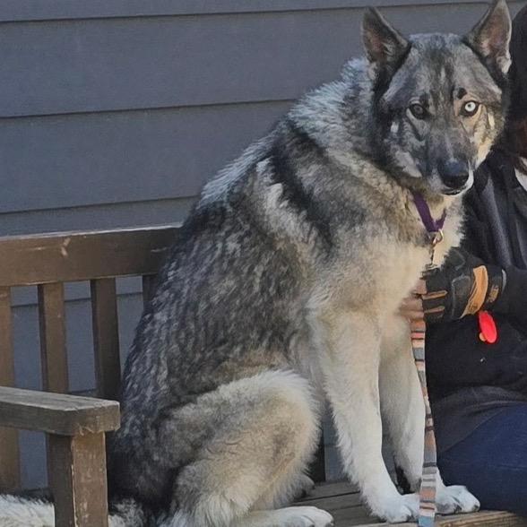 Enlarge Delta, a Adoptable Siberian Husky in Columbia Station, OH image 4/6