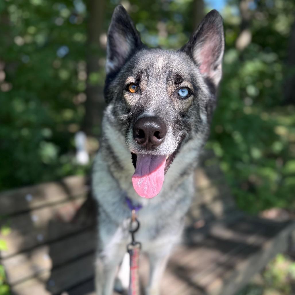Enlarge Delta, a Adoptable Siberian Husky in Columbia Station, OH image 6/6