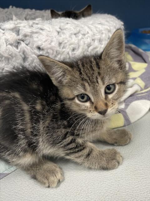 Enlarge BAHIA, a Adoptable Domestic Short Hair in Tracy, CA image 1/1