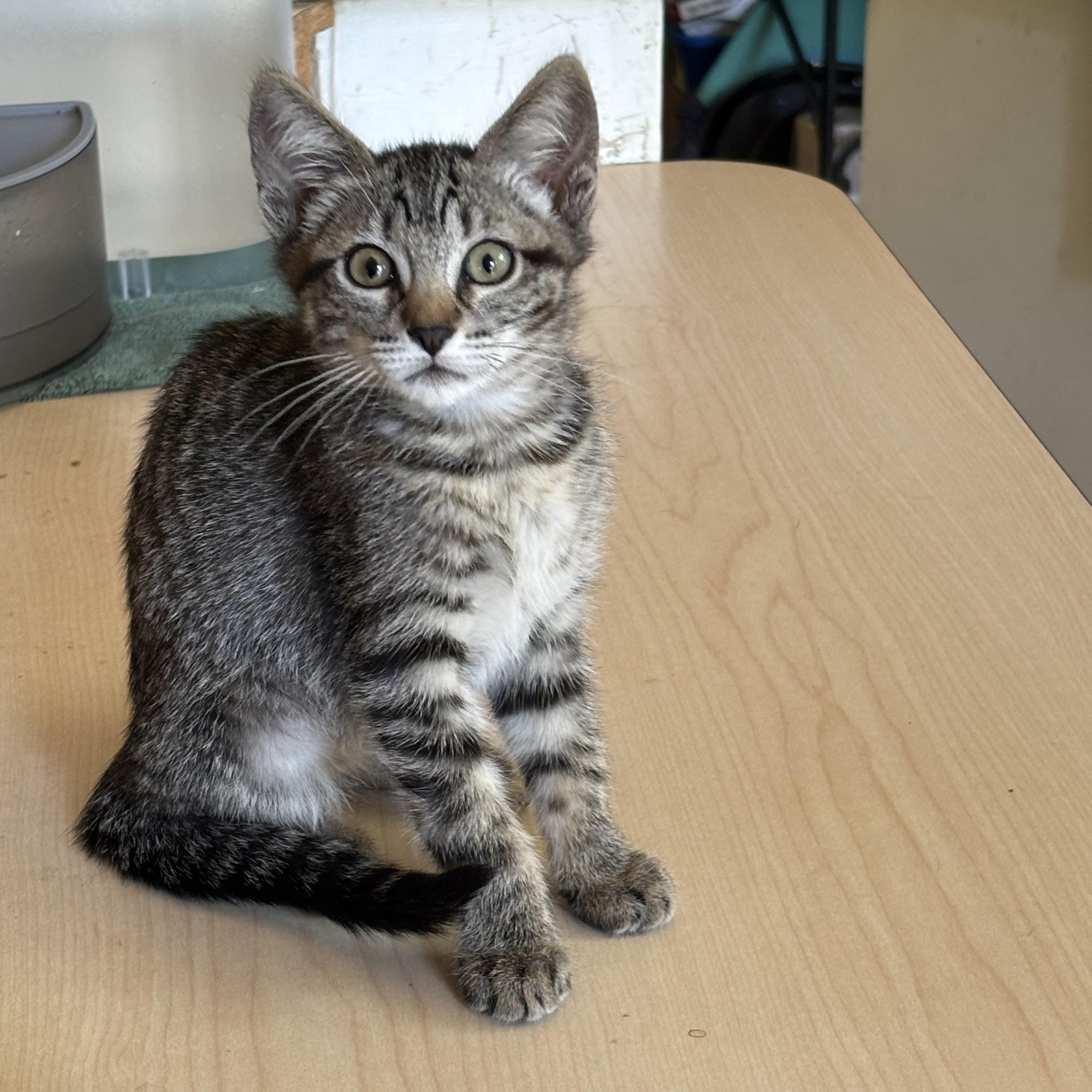 Becca M., ADOPTABLE, Kitten Female Tabby.