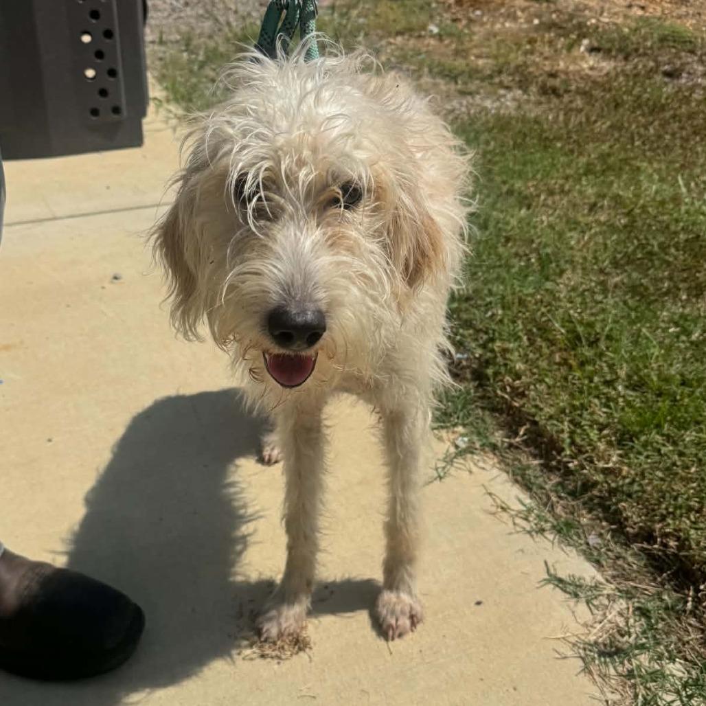 SuzyQ 22886, Adoptable, Adult Female Poodle.