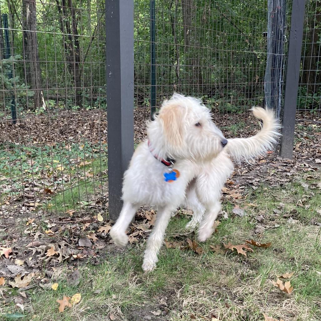 Enlarge SuzyQ 22886, a Adoptable Poodle in Minneapolis, MN image 2/4