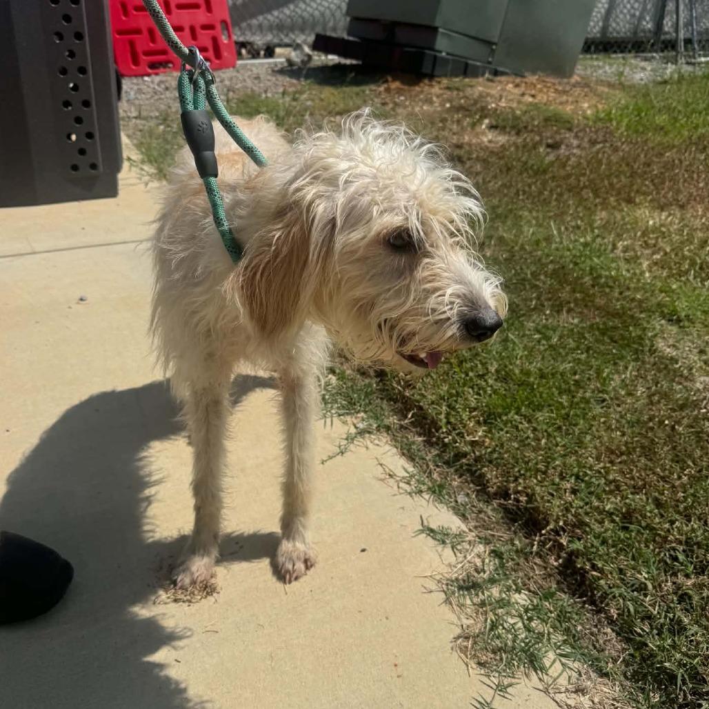 Enlarge SuzyQ 22886, a Adoptable Poodle in Minneapolis, MN image 3/4