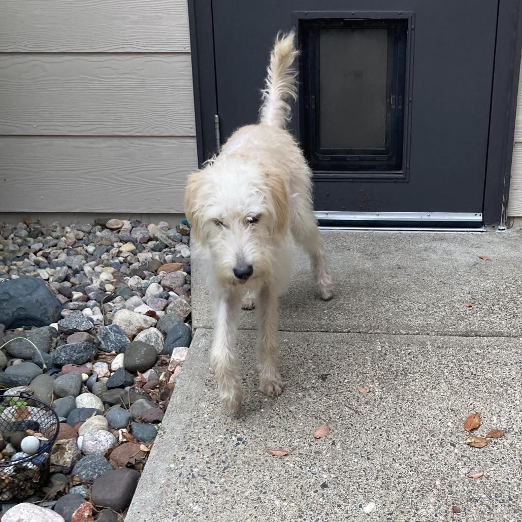 Enlarge SuzyQ 22886, a Adoptable Poodle in Minneapolis, MN image 4/4