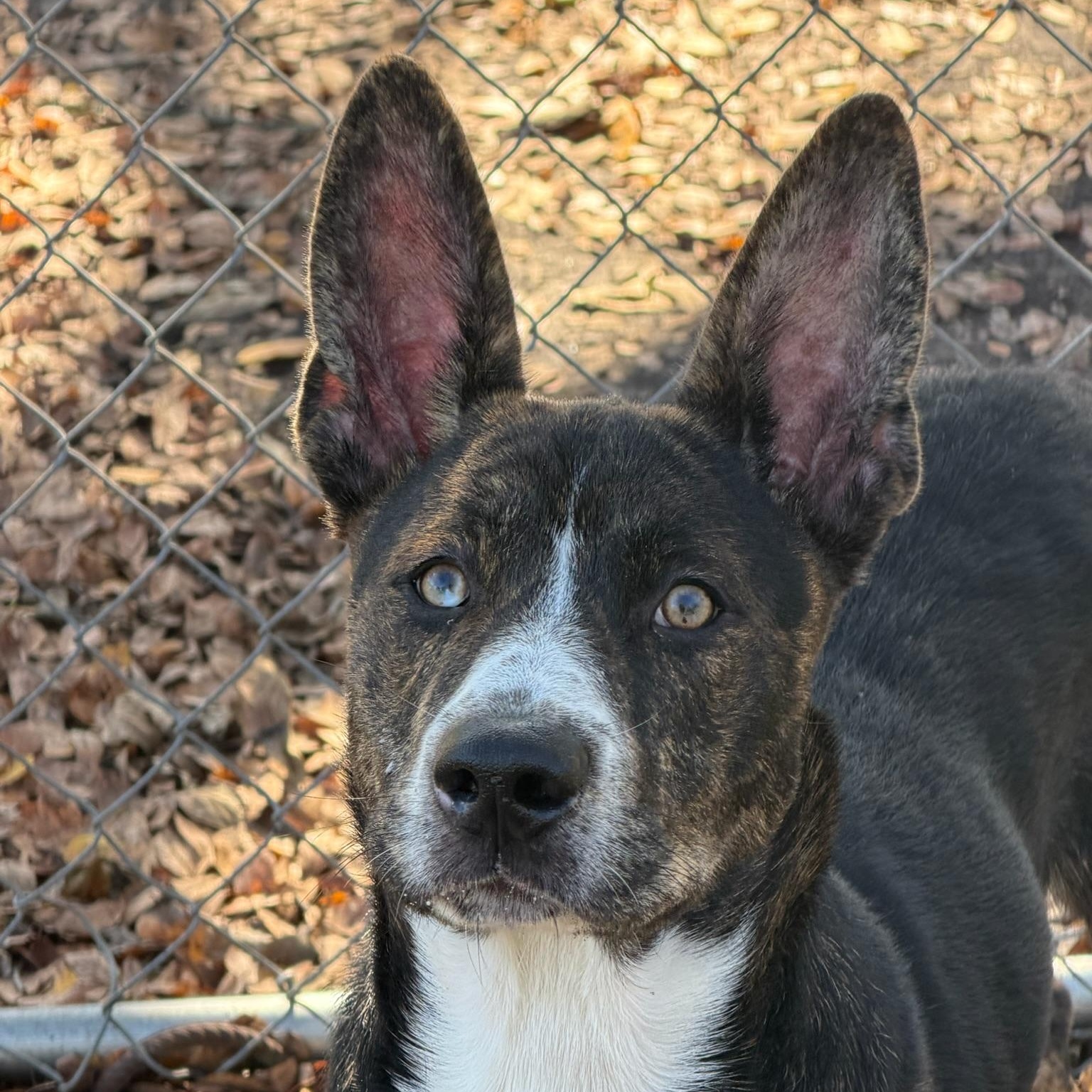 Ross, Adoptable, Adult Male Mixed Breed.