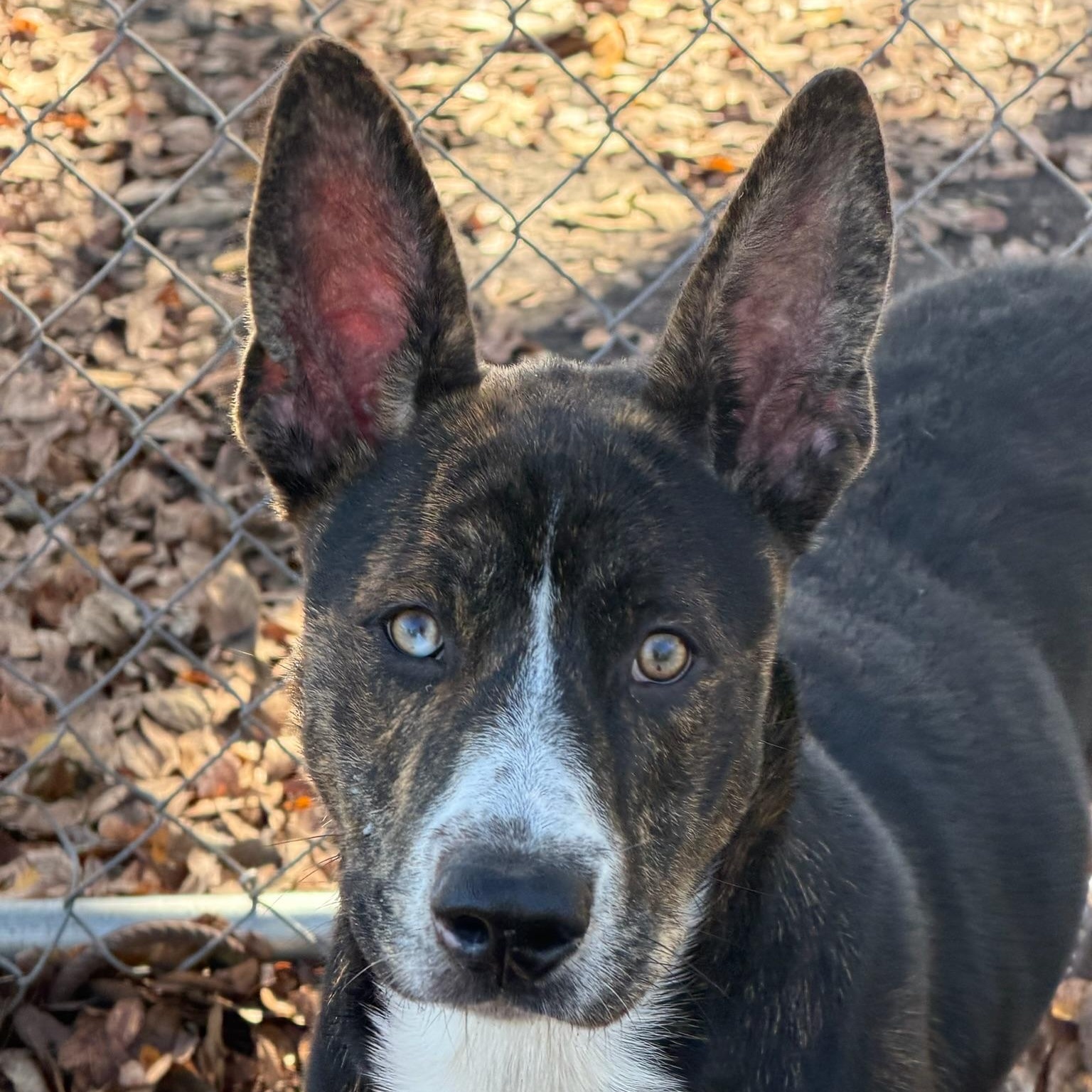 Ross, a Adoptable mixed breed in Sherman, TX image 3/3