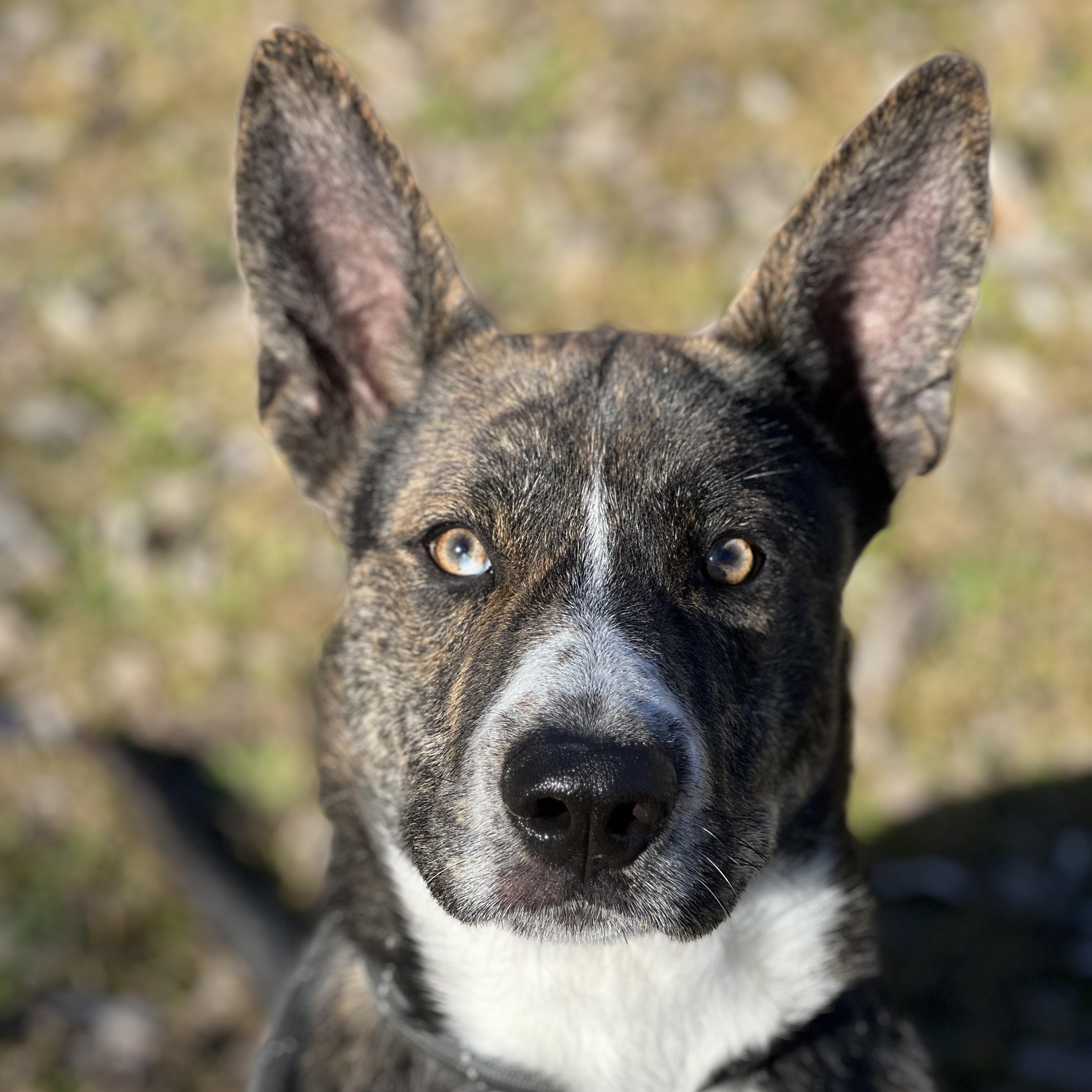 Ross, Adoptable, Adult Male Mixed Breed.