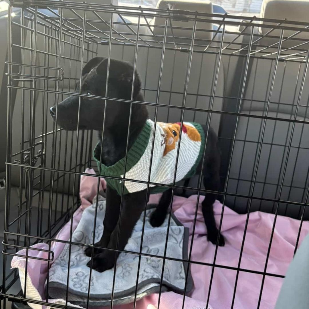 Enlarge Cobalt - Adorable, affectionate brother of Opal!!, a Adoptable mixed breed in Buford, GA image 5/6