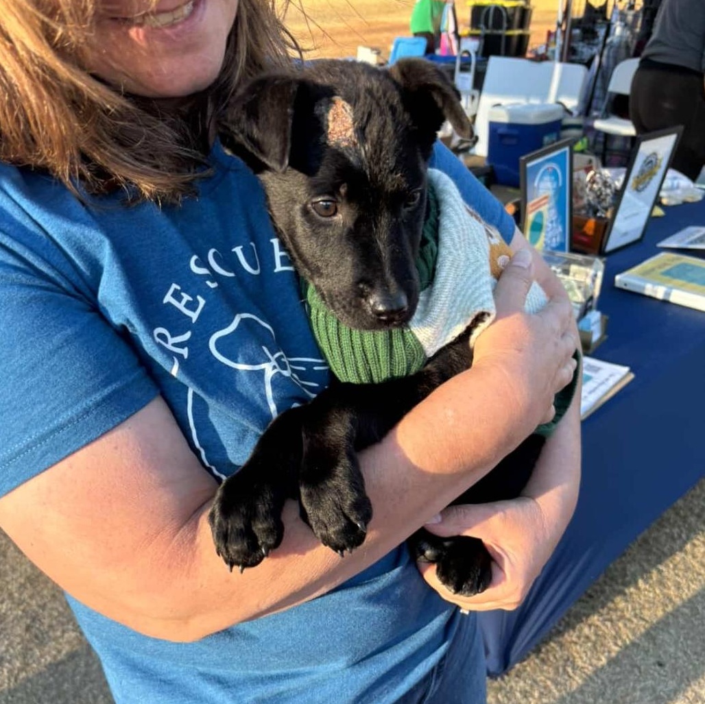Enlarge Cobalt - Adorable, affectionate brother of Opal!!, a Adoptable mixed breed in Buford, GA image 2/6