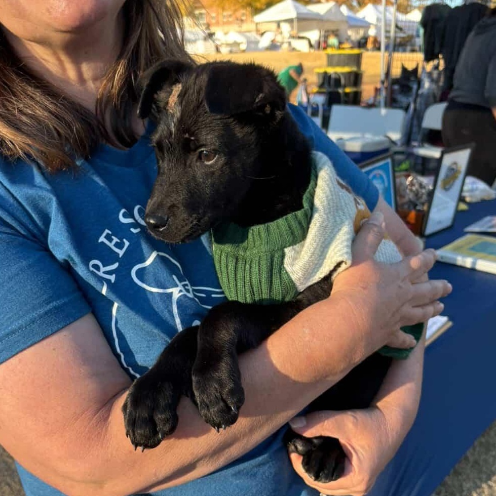 Enlarge Cobalt - Adorable, affectionate brother of Opal!!, a Adoptable mixed breed in Buford, GA image 3/6
