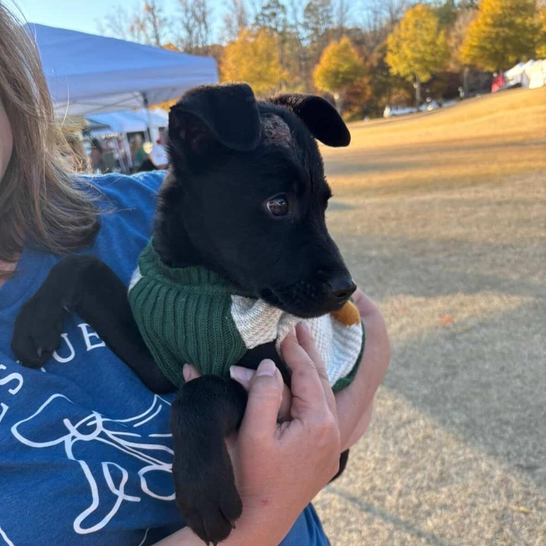 Enlarge Cobalt - Adorable, affectionate brother of Opal!!, a Adoptable mixed breed in Buford, GA image 4/6