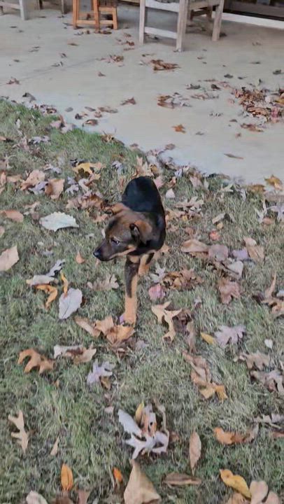 Enlarge Cobalt - Adorable, affectionate brother of Opal!!, a Adoptable mixed breed in Buford, GA video 6/6