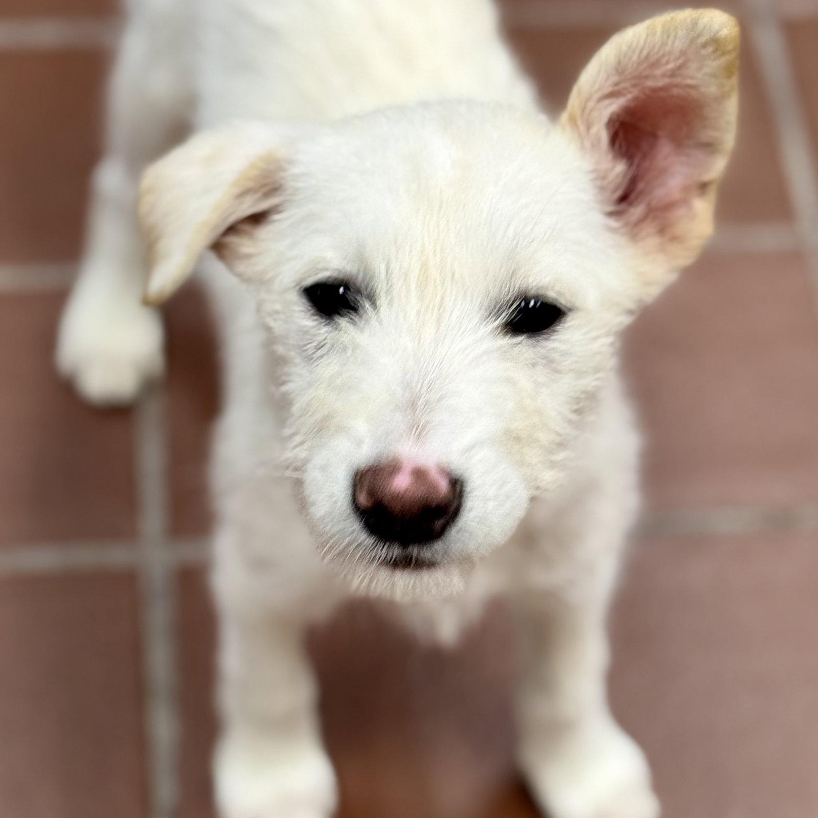 Mimi, Adoptable, Puppy Female Wire Fox Terrier & Labrador Retriever.