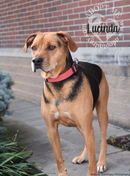 Lucinda, Adoptable, Adult Female Beagle.
