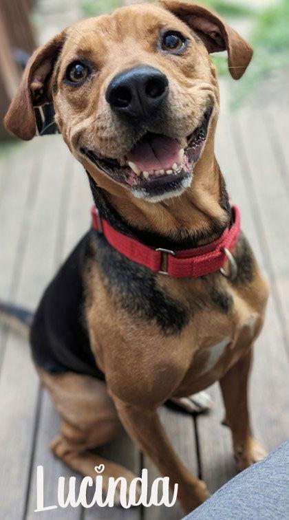 Enlarge Lucinda, a Adoptable Beagle in Newport, KY image 2/3