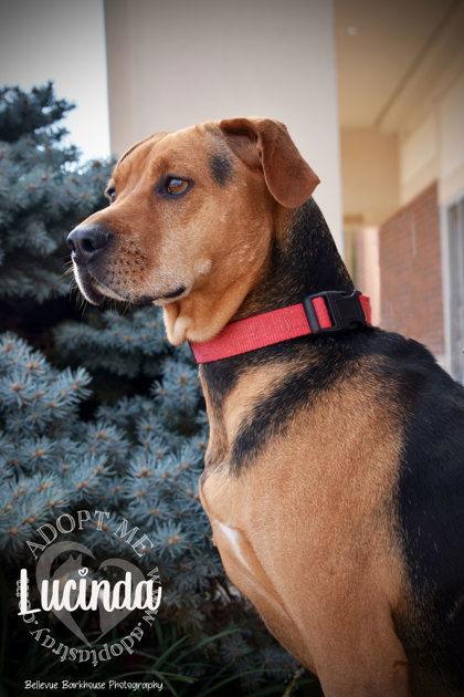 Enlarge Lucinda, a Adoptable Beagle in Newport, KY image 3/3