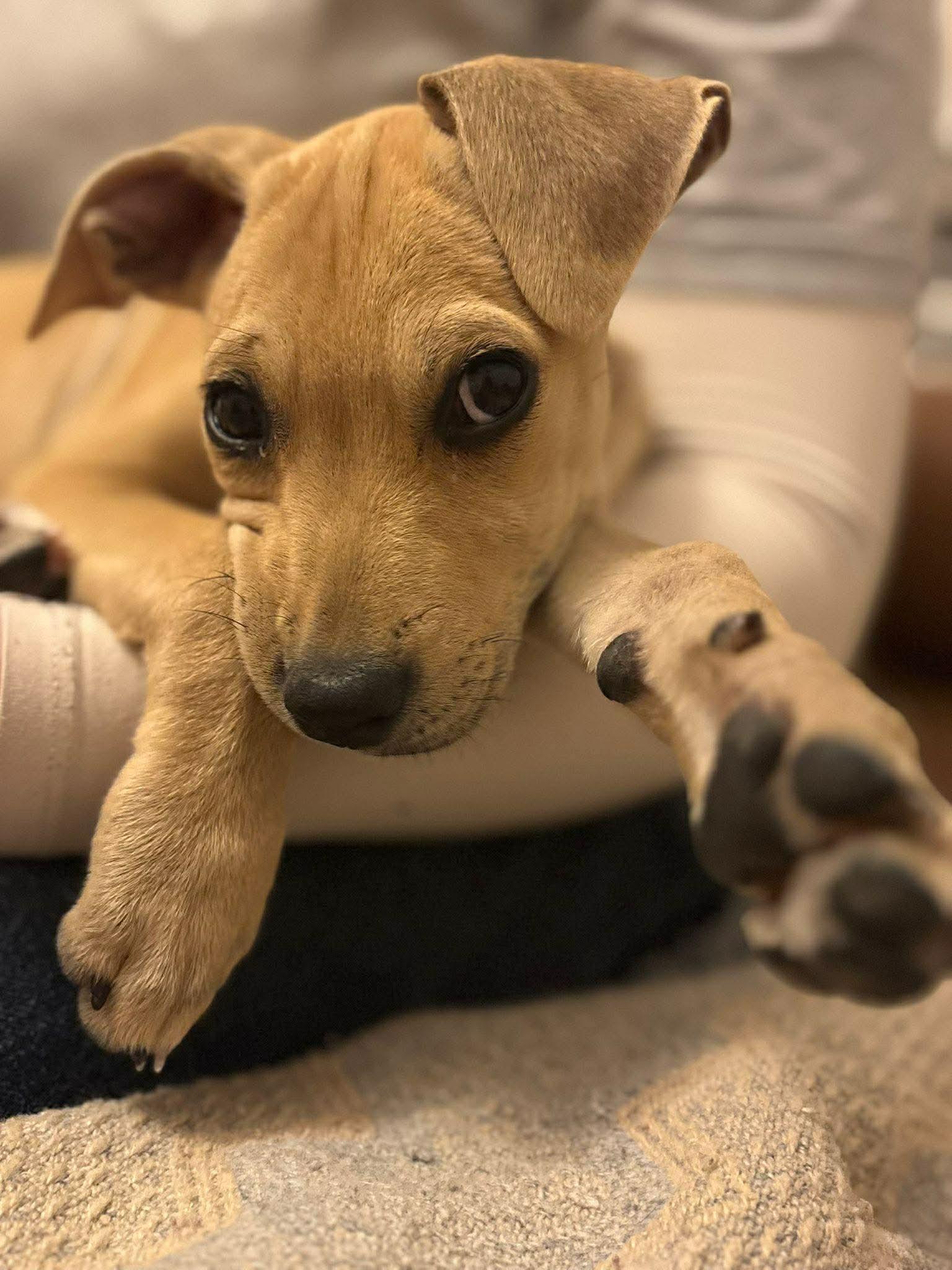 Enlarge Noodle, a Adoptable Black Mouth Cur in Etobicoke, ON image 1/2