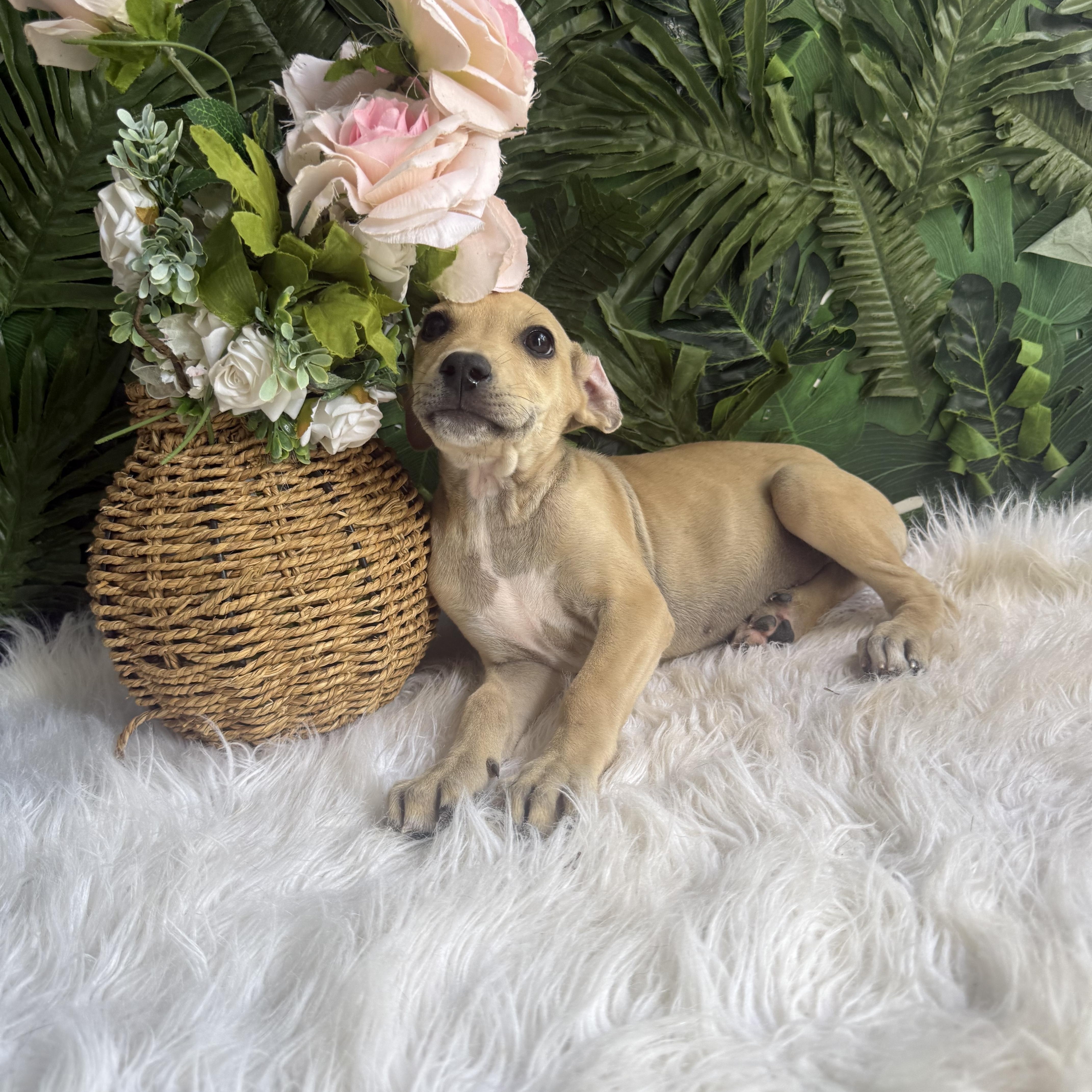 Enlarge Noodle, a Adoptable Black Mouth Cur in Etobicoke, ON image 2/2