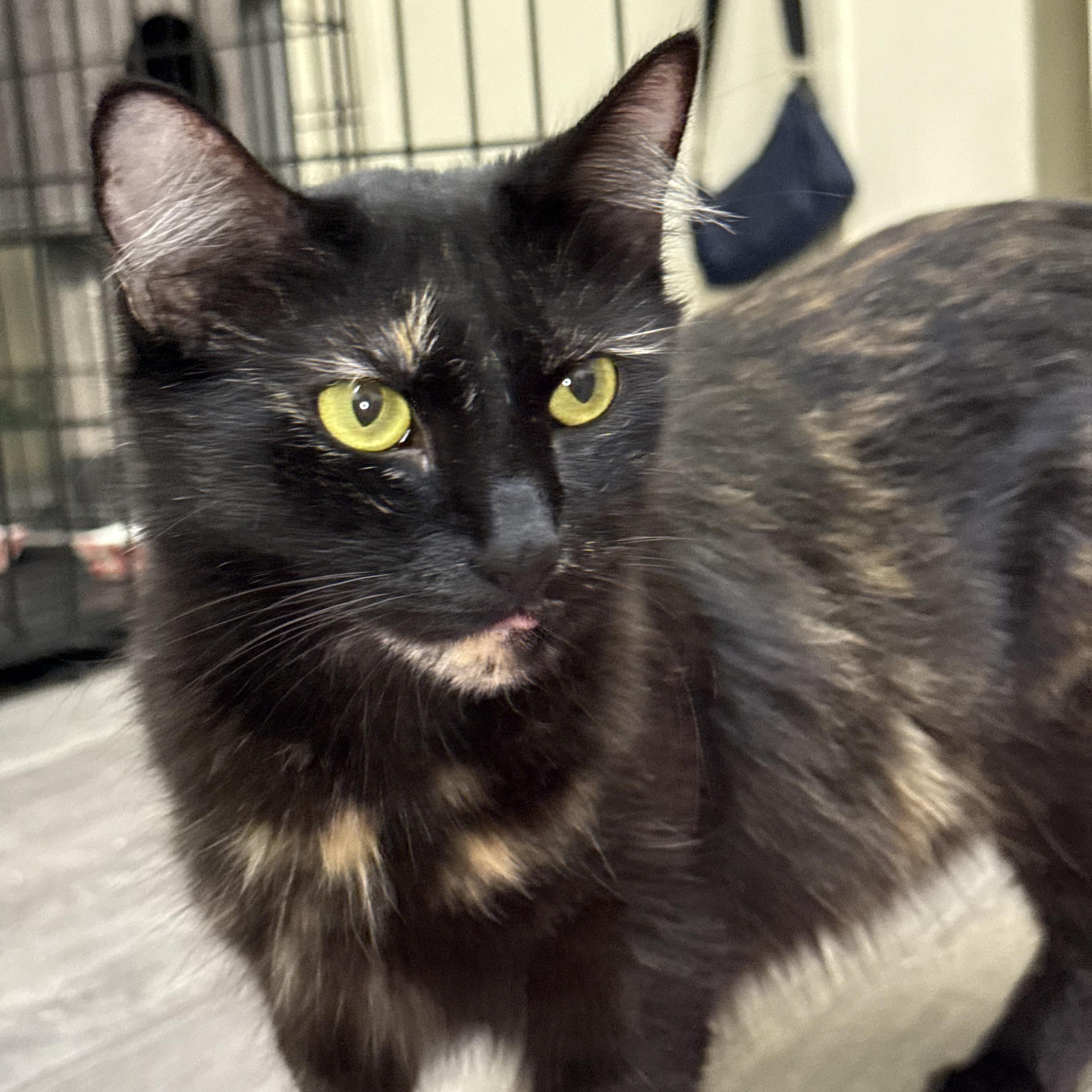 Sprinkles, Adoptable, Young Female Domestic Medium Hair.
