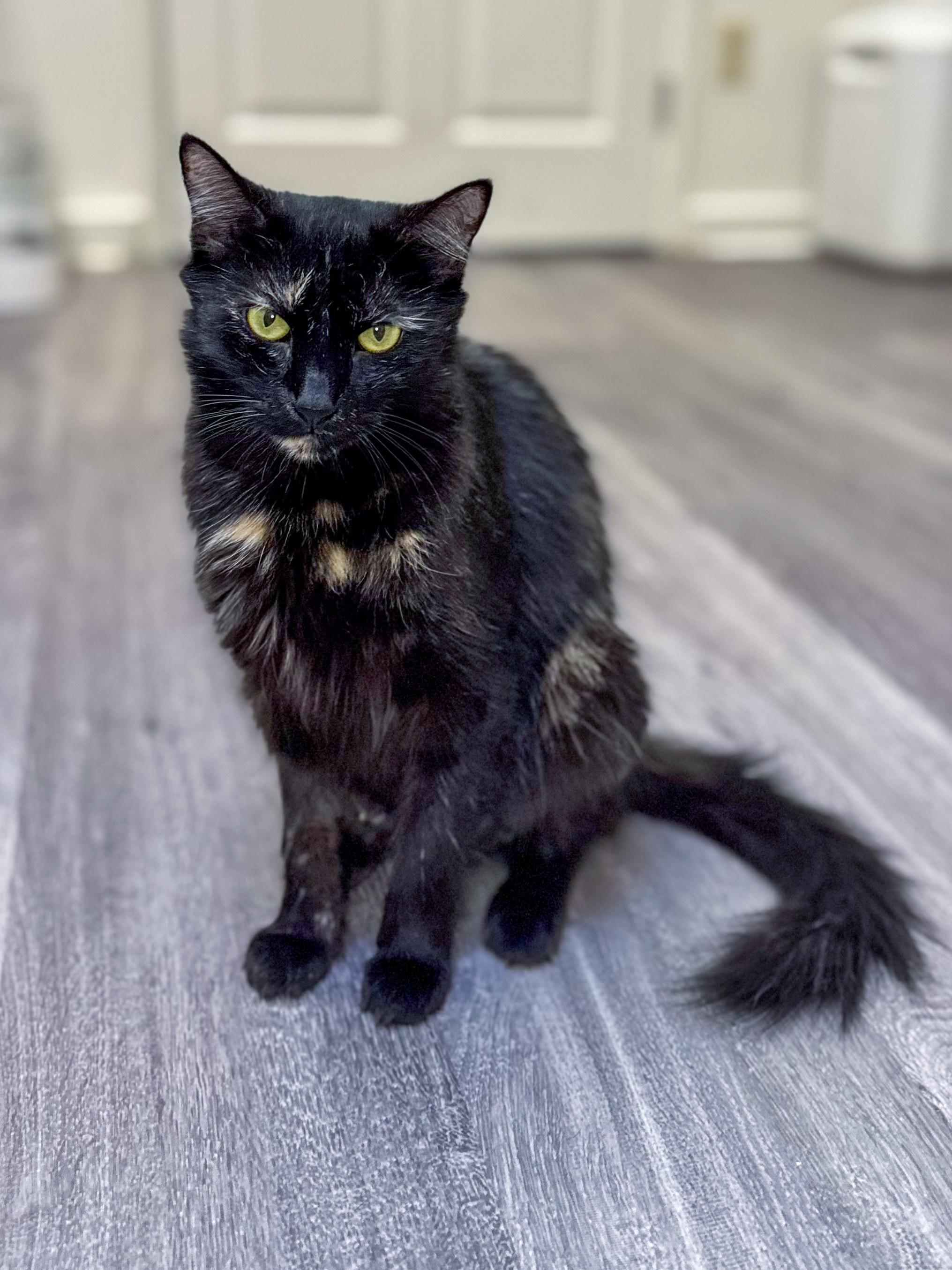 Sprinkles, a Adoptable Domestic Medium Hair in Santa Monica, CA image 1/4