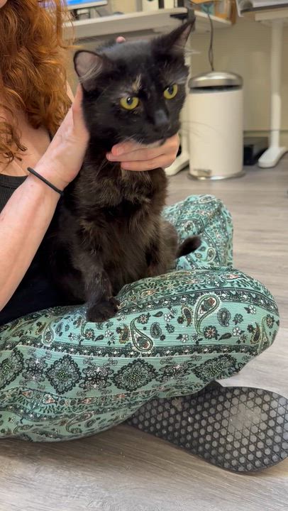 Enlarge Sprinkles, a Adoptable Domestic Medium Hair in Santa Monica, CA video 4/4