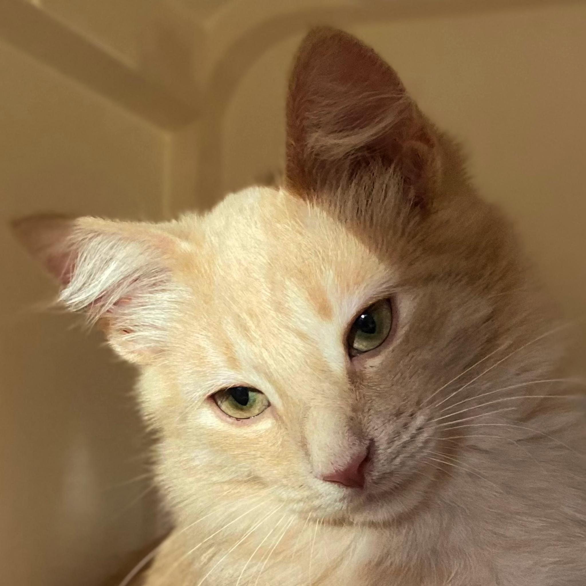 Gruyere, Adopted, Young Female Domestic Medium Hair.