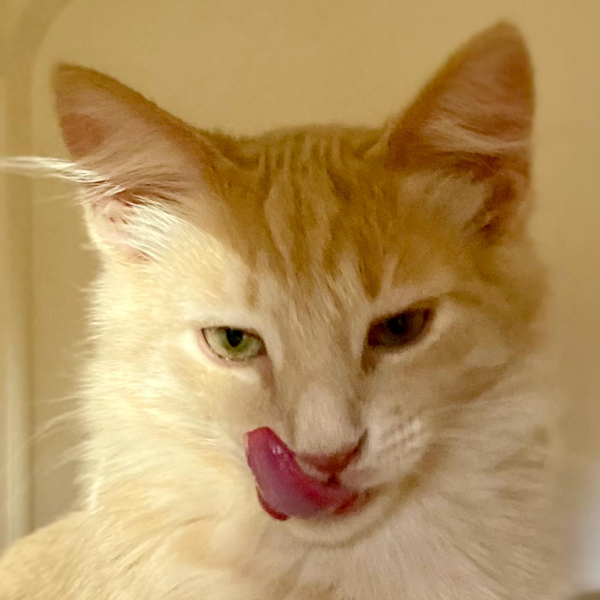 Enlarge Gruyere, a Adopted mixed breed in Santa Fe, NM image 2/3