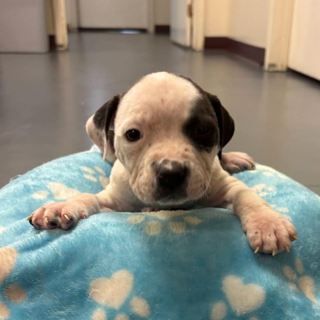 Toryn, a Adoptable Mixed Breed in Myrtle Beach, SC image 2/2