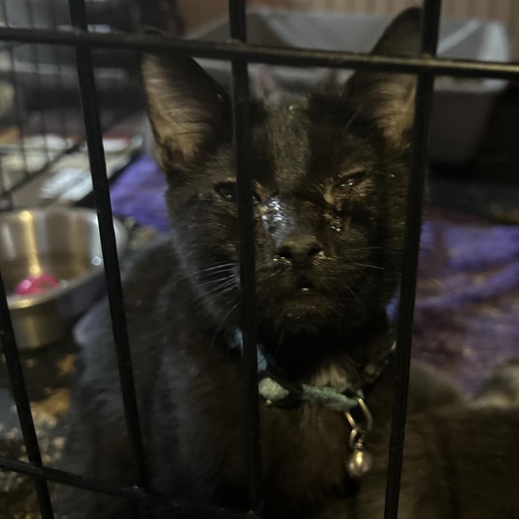 Lyric, Adoptable, Young Male Domestic Short Hair.