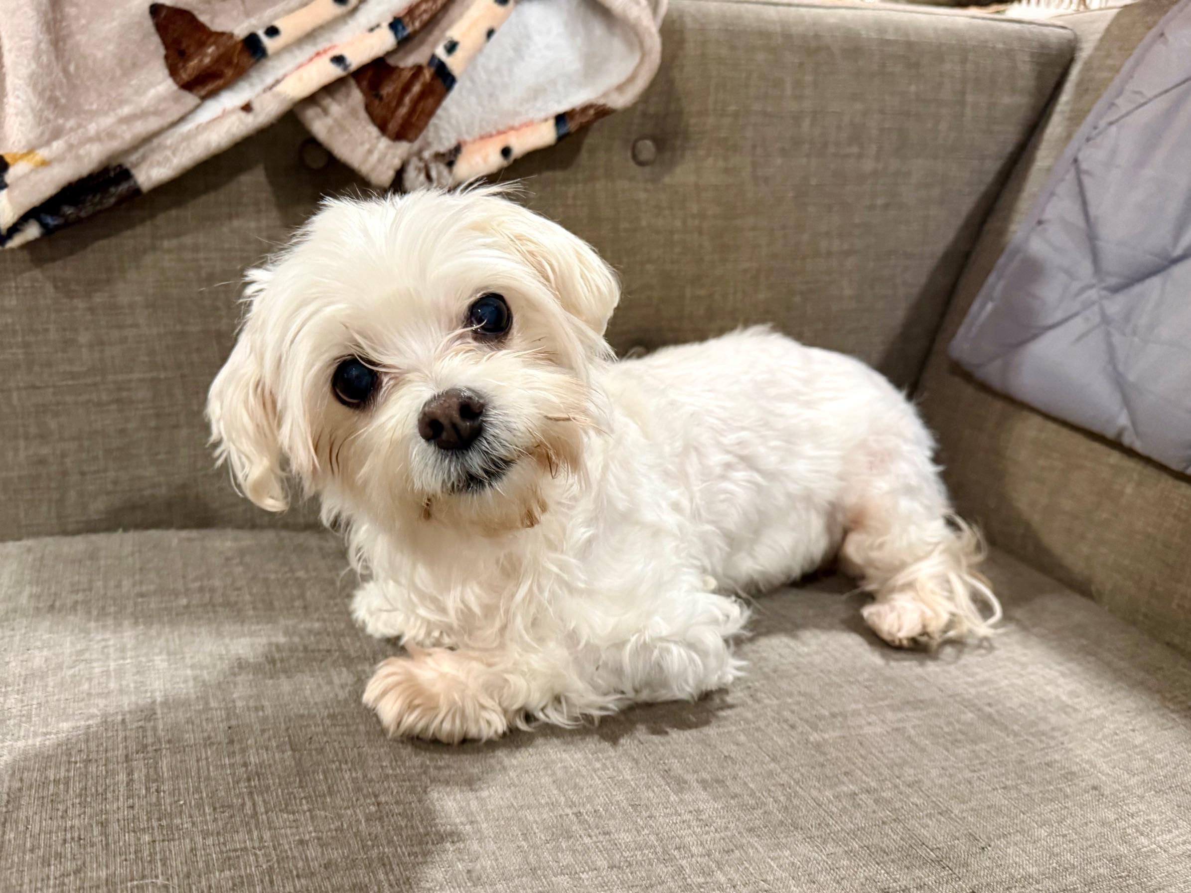 Enlarge Coco Chanel - In Foster, an adopted Maltese in Jefferson, LA image 1/3