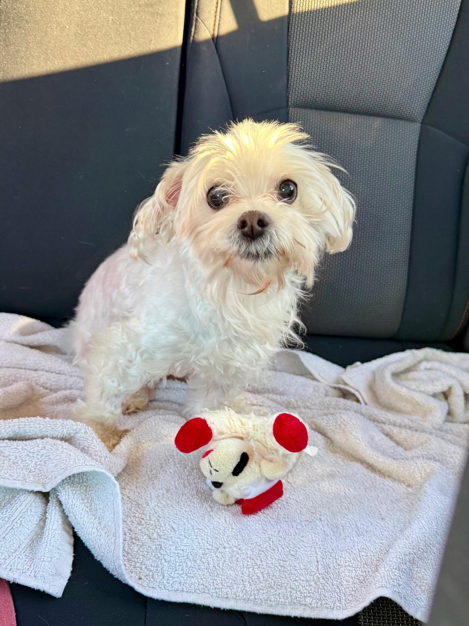 Enlarge Coco Chanel - In Foster, an adopted Maltese in Jefferson, LA image 2/3
