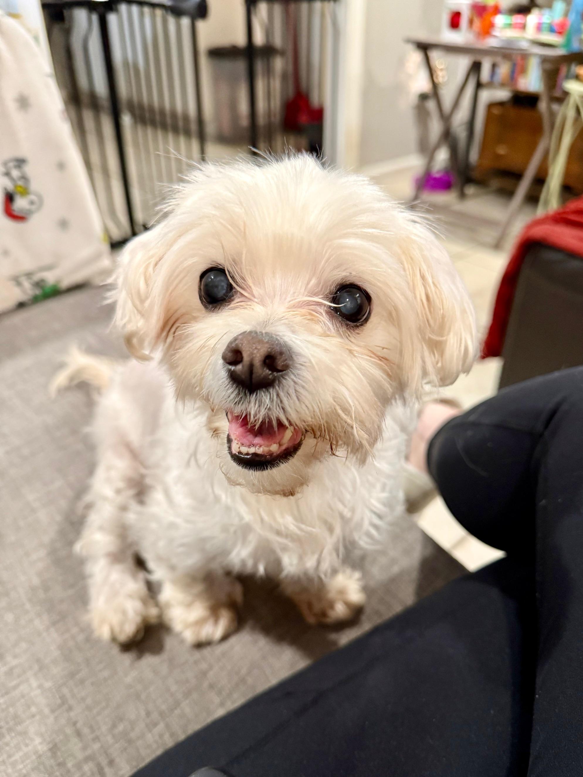 Coco Chanel - In Foster - Adopted | Petfinder