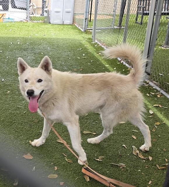 Enlarge CHEETOS, a Adoptable Husky in Downey, CA image 1/1