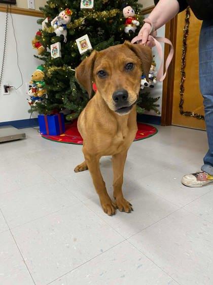 Tootsie, Adoptable, Puppy Female Vizsla & Mixed Breed.