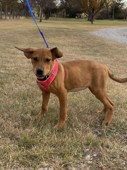 Tootsie, a Adoptable mixed breed in McCook, NE image 1/3