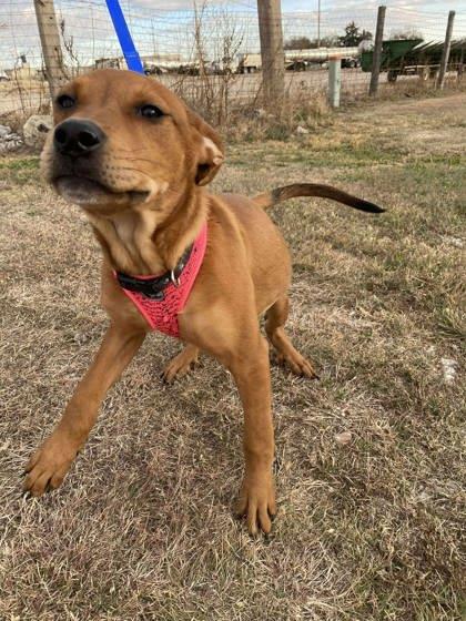 Tootsie, a Adoptable mixed breed in McCook, NE image 2/3