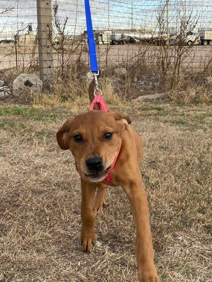 Tootsie, a Adoptable mixed breed in McCook, NE image 3/3