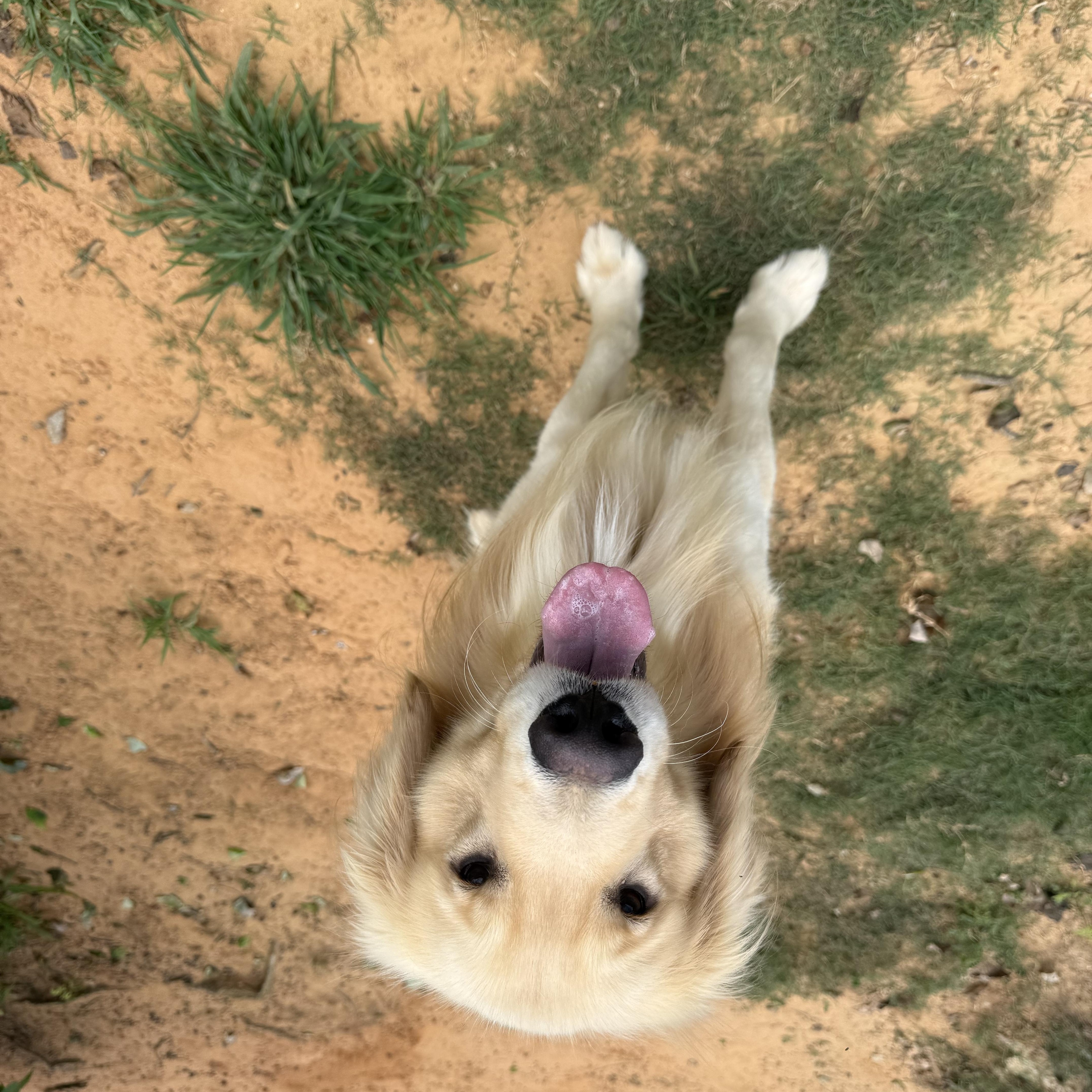 Enlarge Oakley, a ADOPTABLE Golden Retriever in New Canaan, CT image 4/4