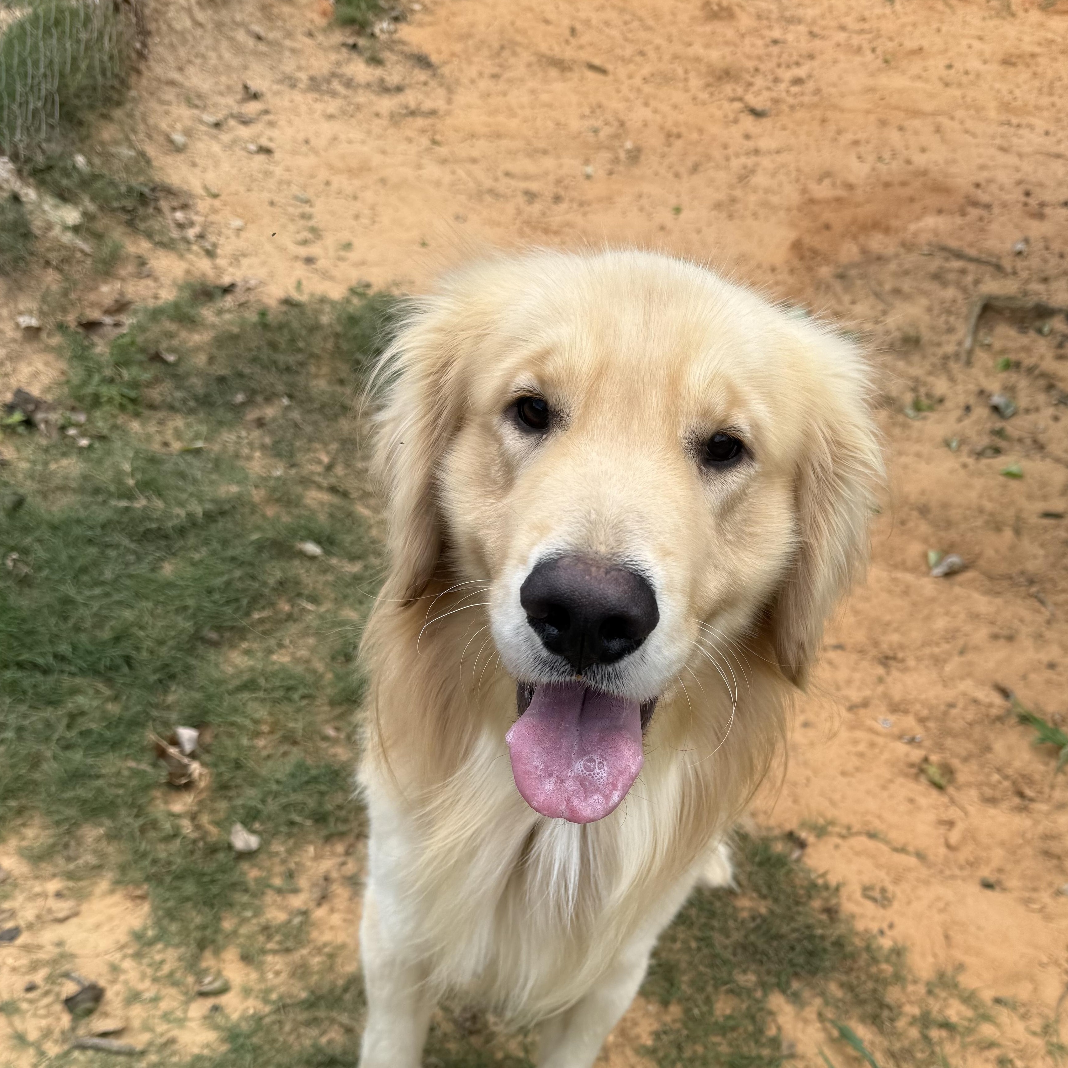 Oakley, an adopted Golden Retriever in New Canaan, CT image 4/4