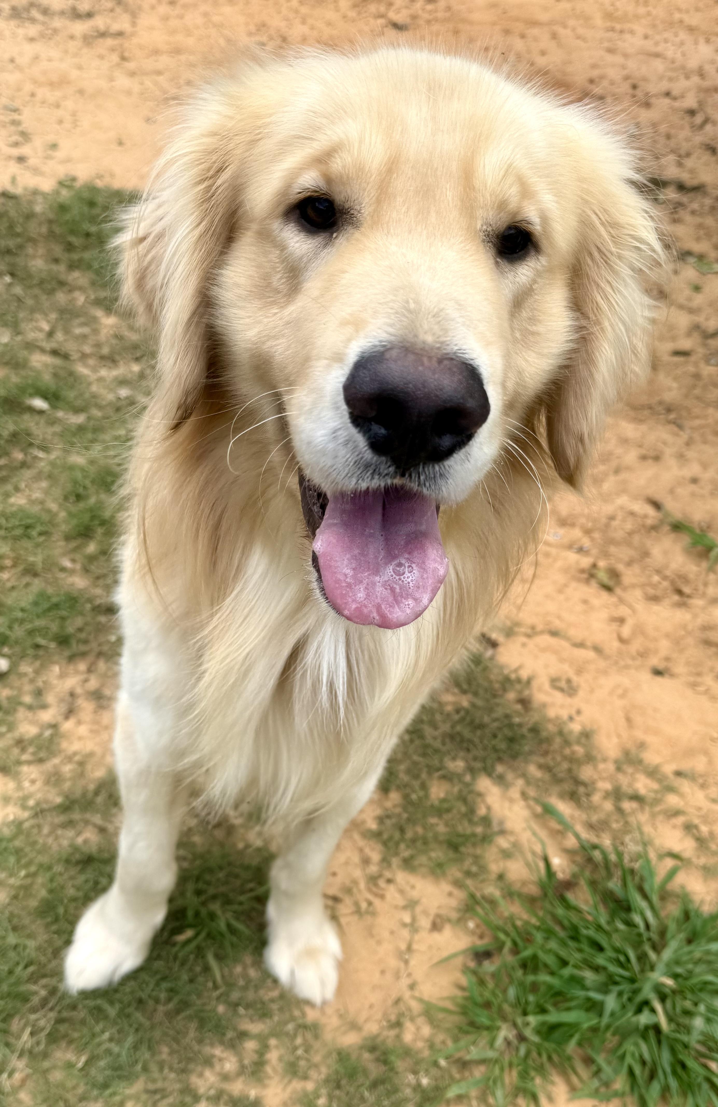 Enlarge Oakley, a ADOPTABLE Golden Retriever in New Canaan, CT image 2/4