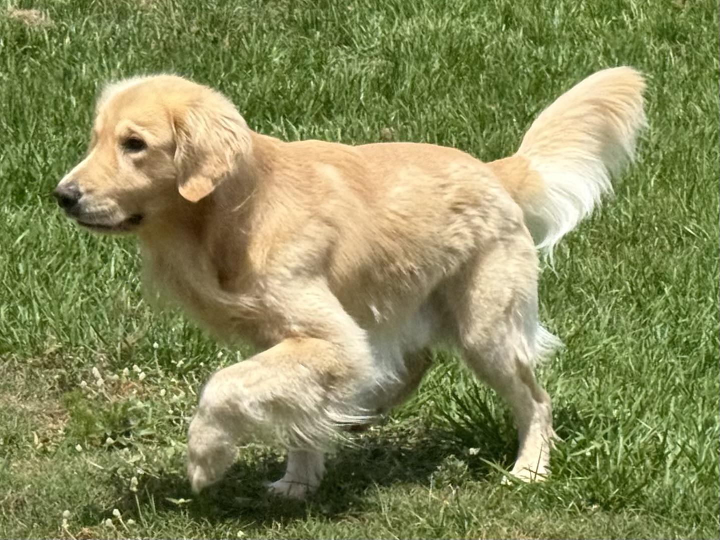 Enlarge Oakley, a ADOPTABLE Golden Retriever in New Canaan, CT image 3/4