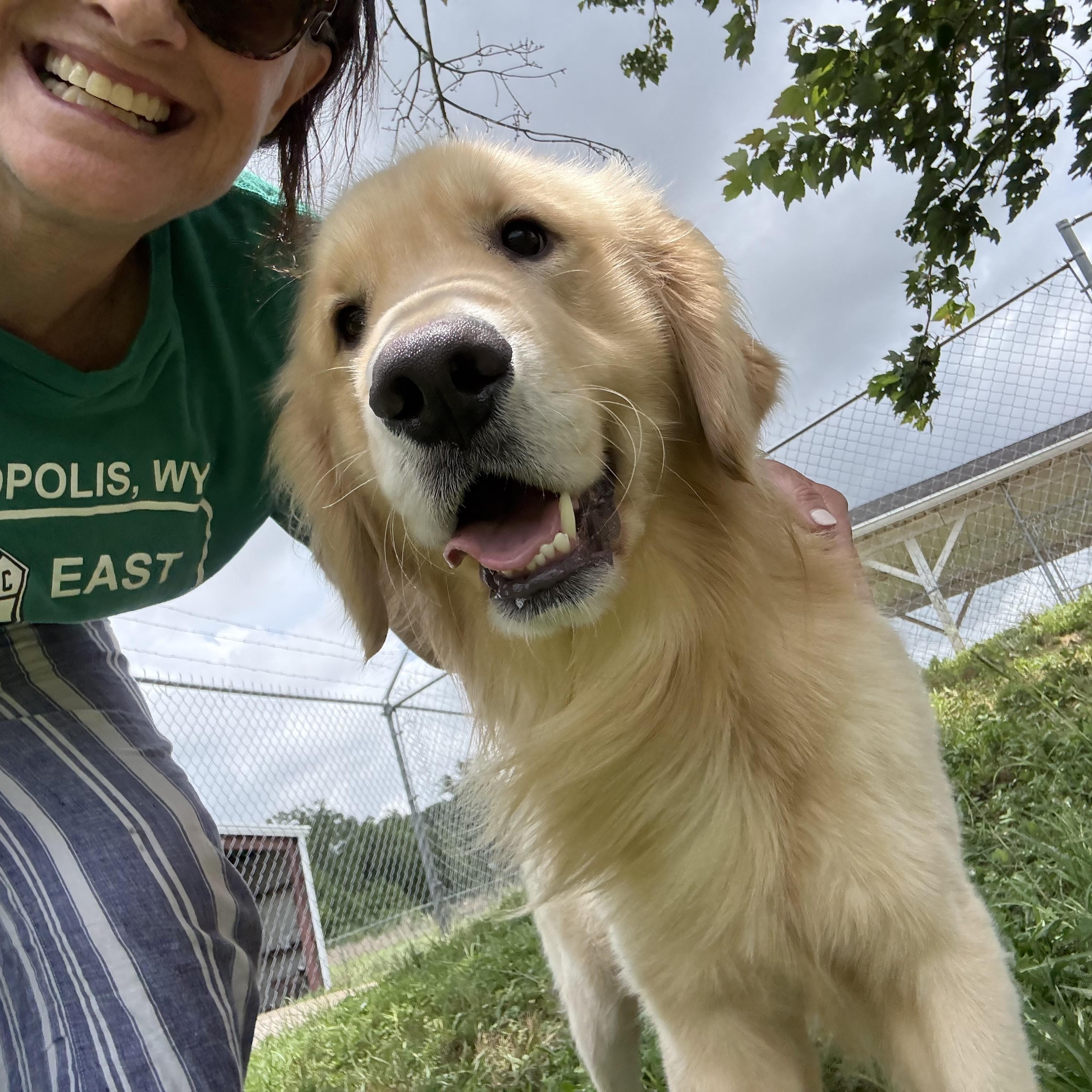 Oakley, ADOPTABLE, Young Male Golden Retriever.