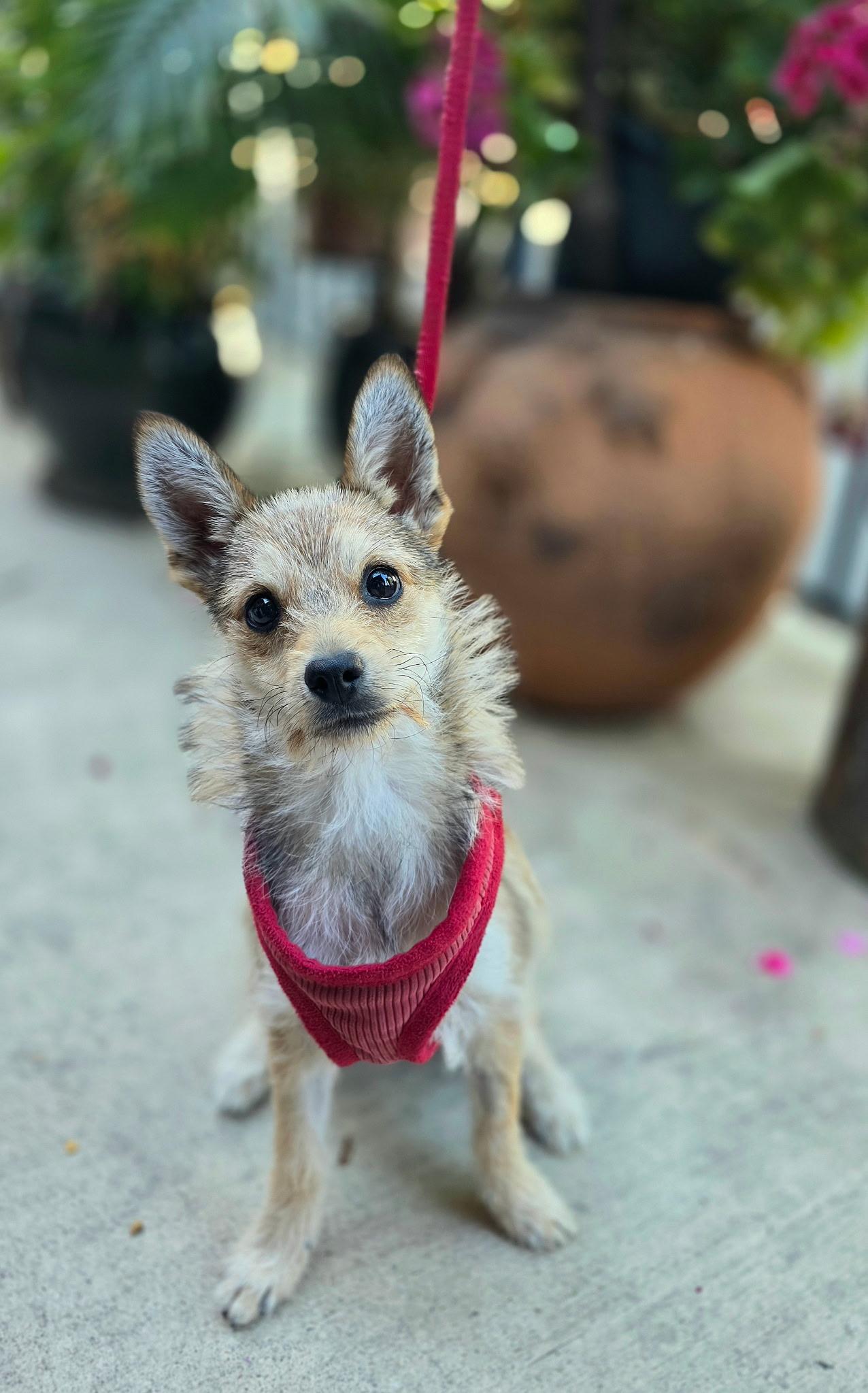 Enlarge Foxy, an adoptable mixed breed in Penryn, CA image 1/5