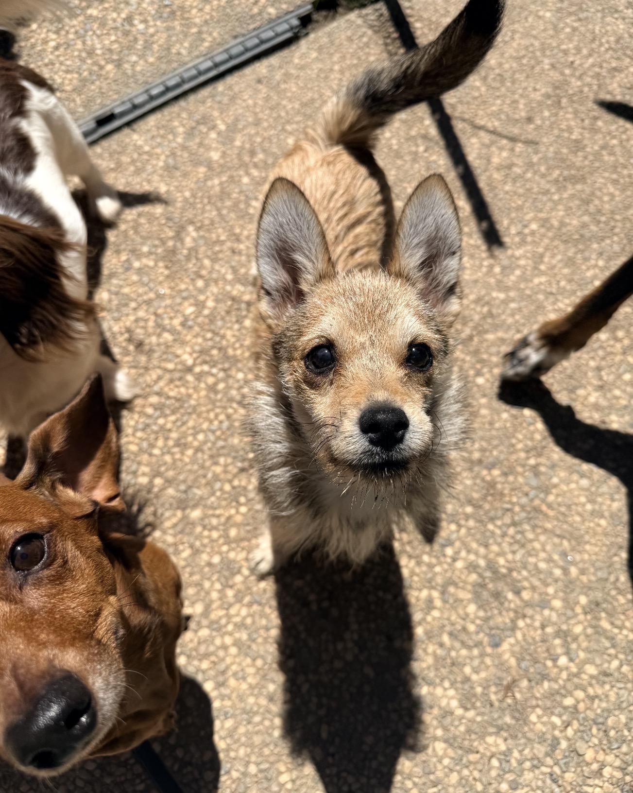 Foxy, an adoptable mixed breed in Penryn, CA image 1/2