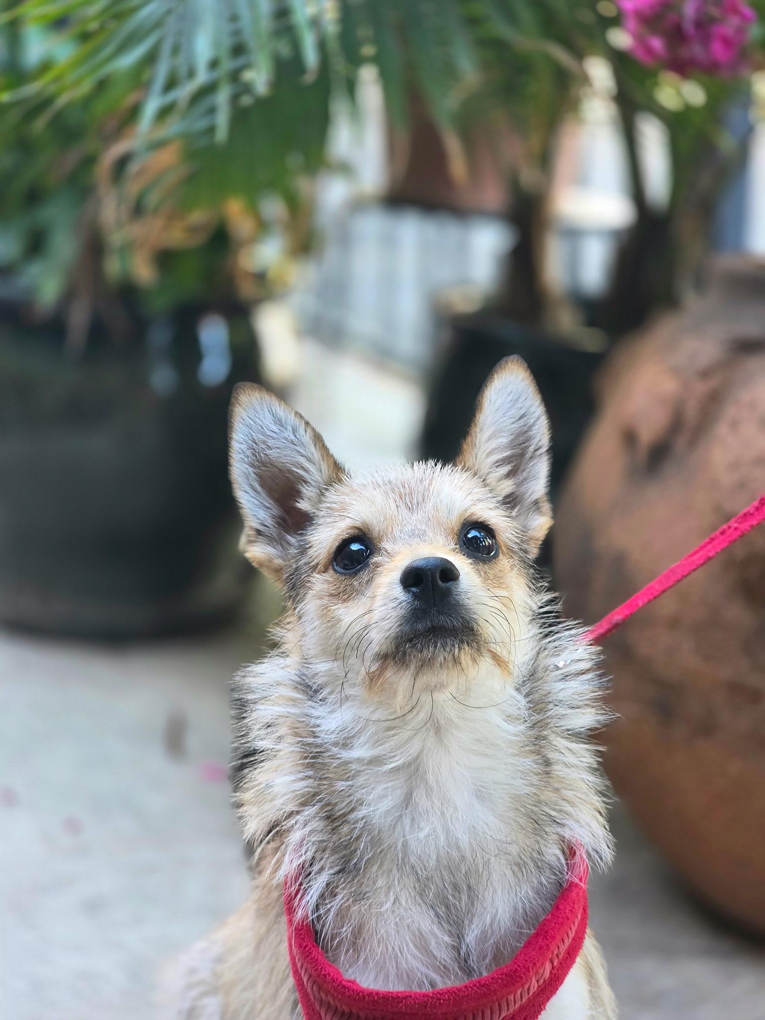 Enlarge Foxy, an adoptable mixed breed in Penryn, CA image 2/5