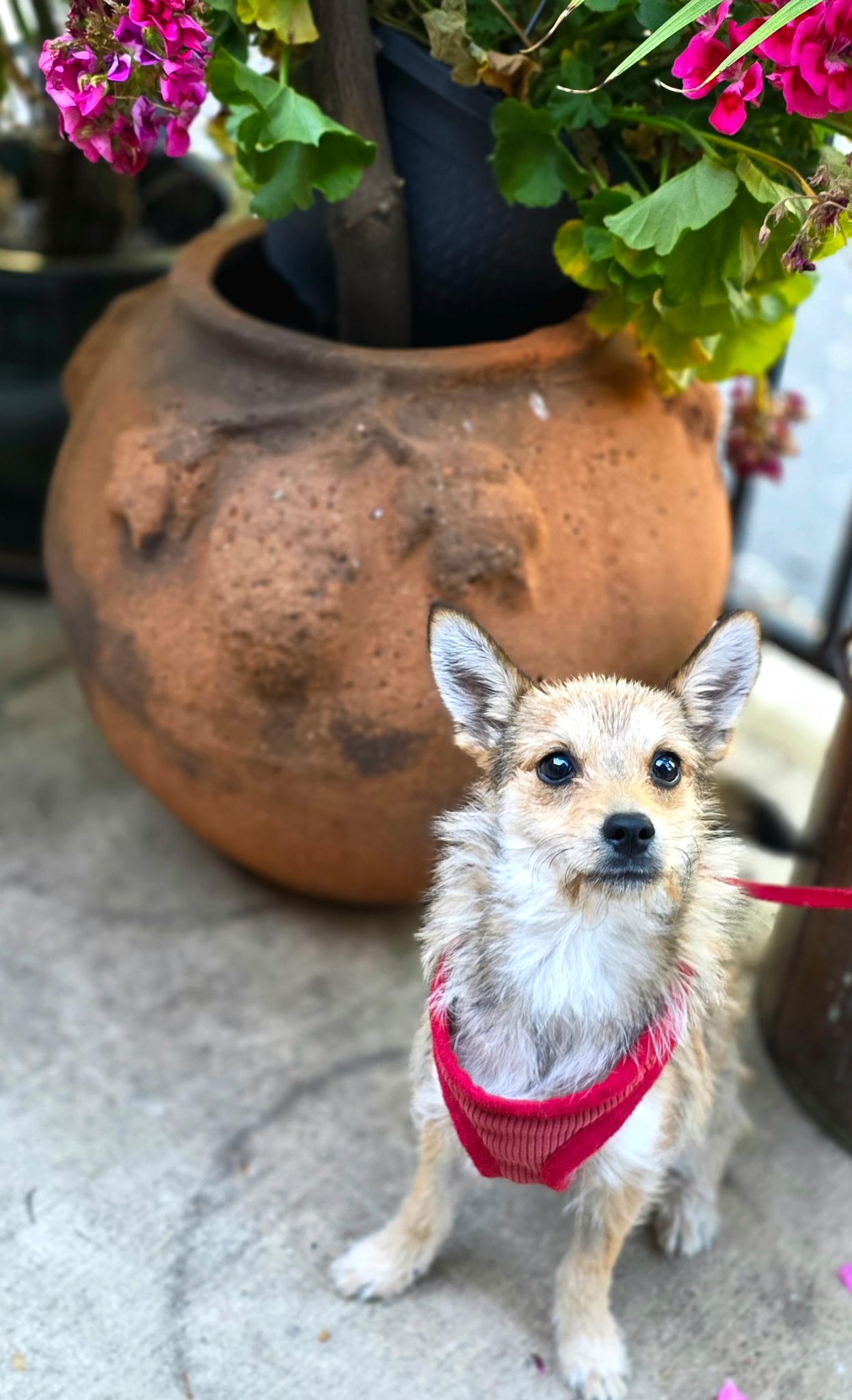 Enlarge Foxy, an adoptable mixed breed in Penryn, CA image 3/5
