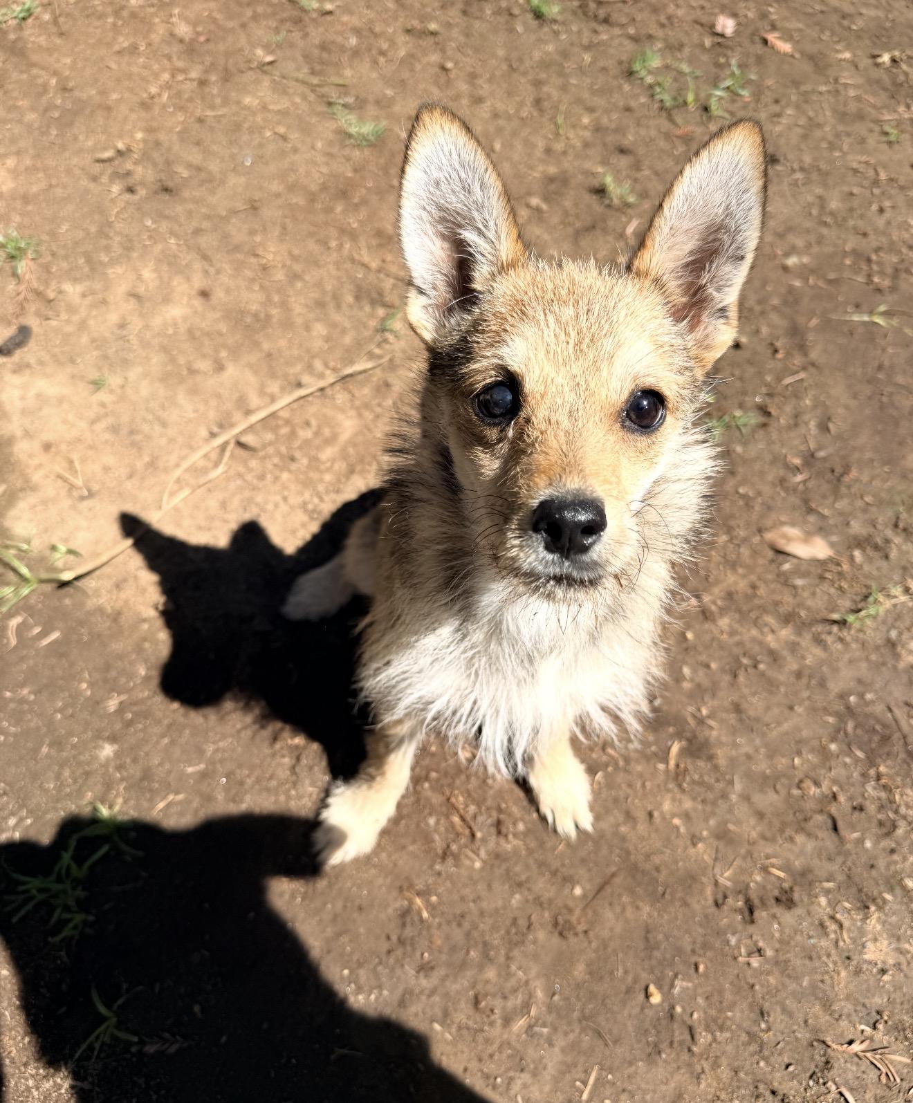Foxy, an adoptable mixed breed in Penryn, CA image 2/2